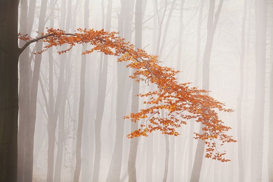 Autumn, Autumn colors, Autumn forest, Czech republic, Fog, Forest, Mist, Ore mountains, Tree, Trees, Workshop, Daniel Řeřicha