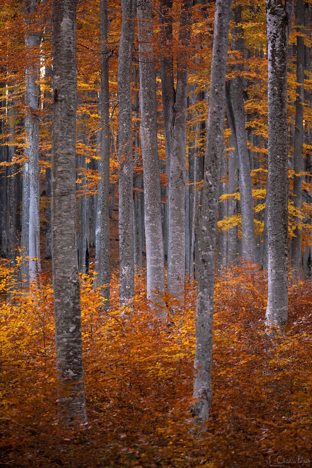 #trees #autumn #forest #sunset #romania #golden #seasons #deep #dark , Lazar Ioan Ovidiu
