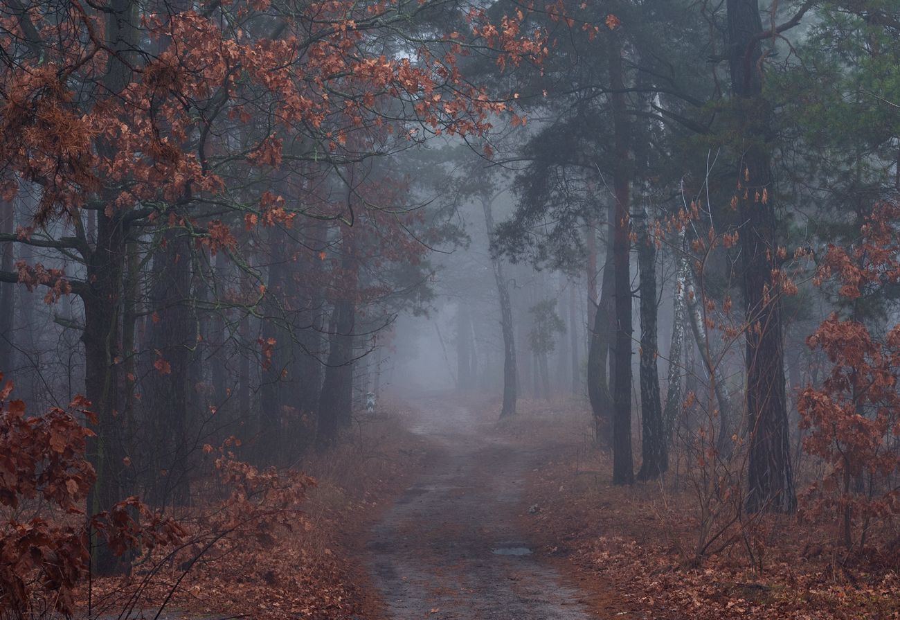 лес осень ноябрь туман сырость  сумерки, Галанзовская Оксана