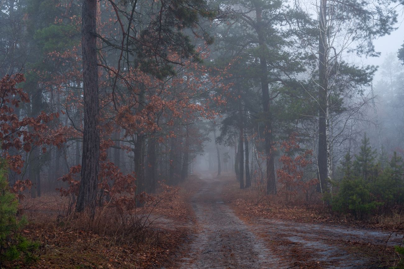 лес осень ноябрь туман сырость  сумерки, Галанзовская Оксана