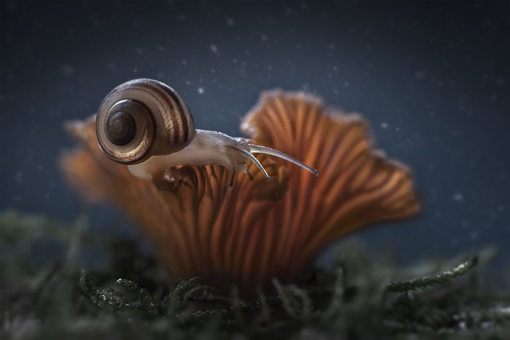 макро, лес,улитка, волшебство, магия, snail, macro, forest, magic, Марина Хилько