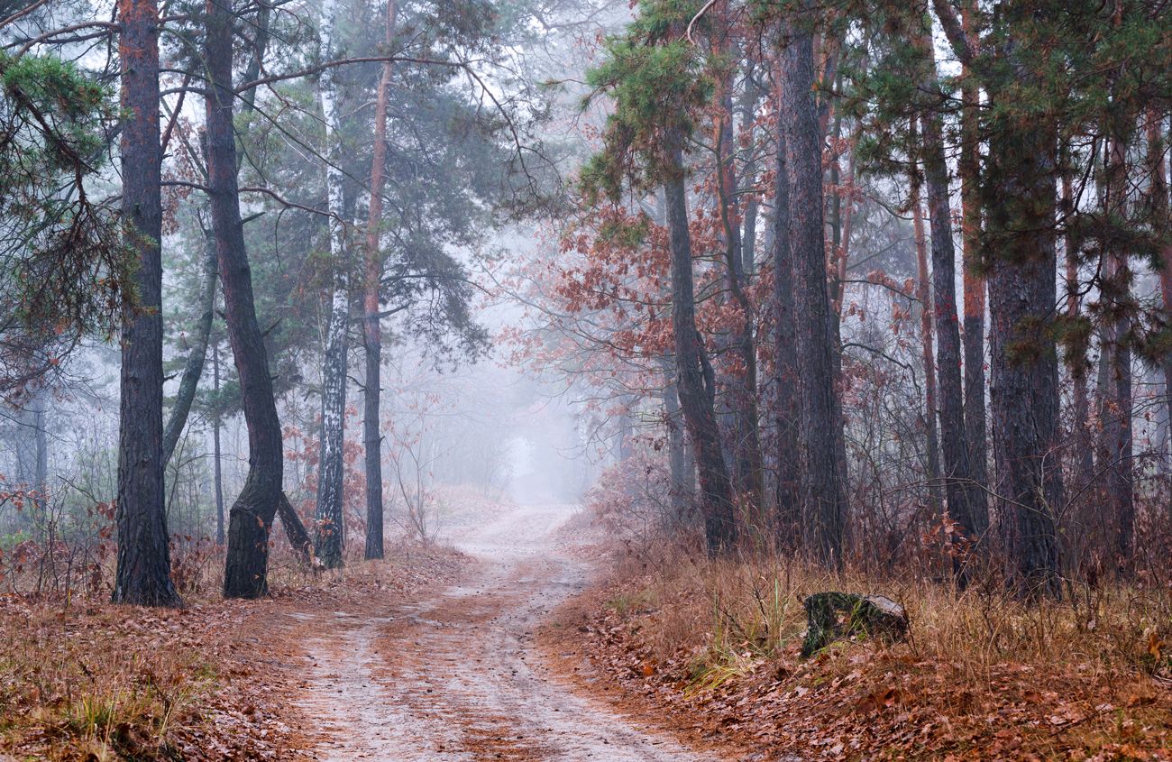 лес  осень ноябрь туман холод, Галанзовская Оксана