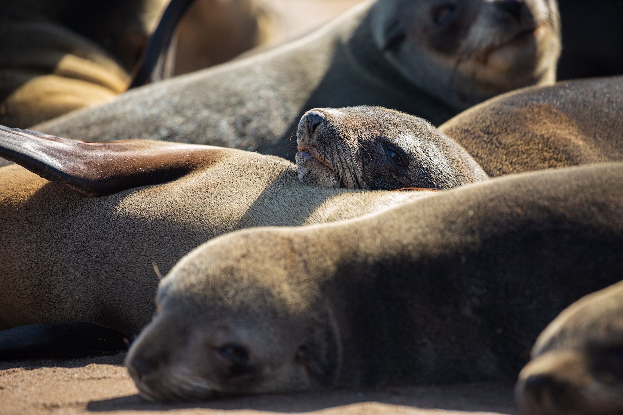 #намибия #африка #лежбище #морские котики #отдых #namibia #africa #cape cross  #seals, Наталия Деркач