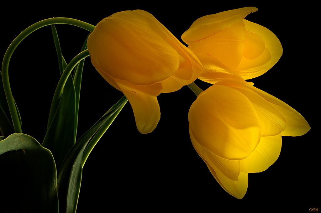 art, art image, close-up, color, colors, color image, flower, flowers, green, light, macro, nature, photography, trilogy, tulip, tulips, yellow,, Dr Didi Baev