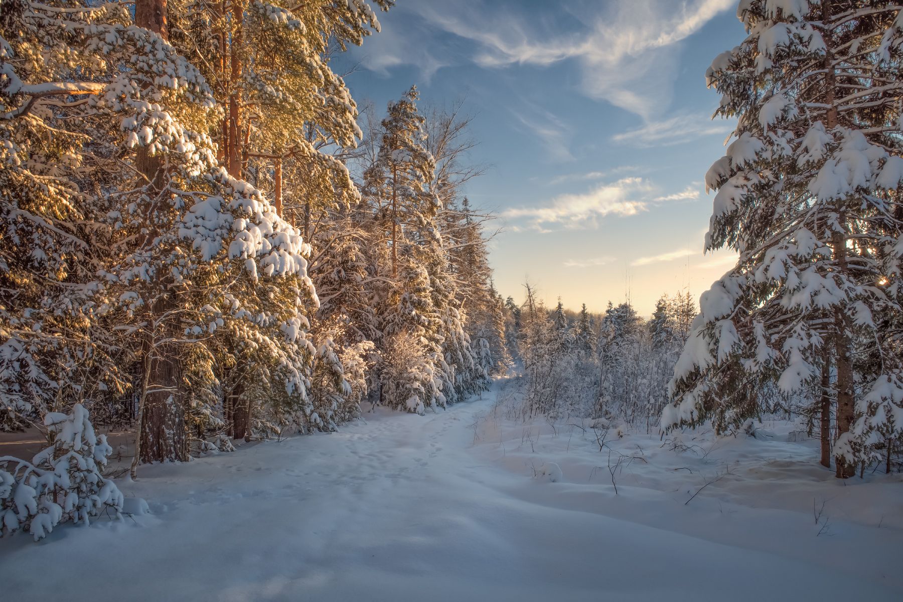 зима,лес,снег,, Виталий Полуэктов