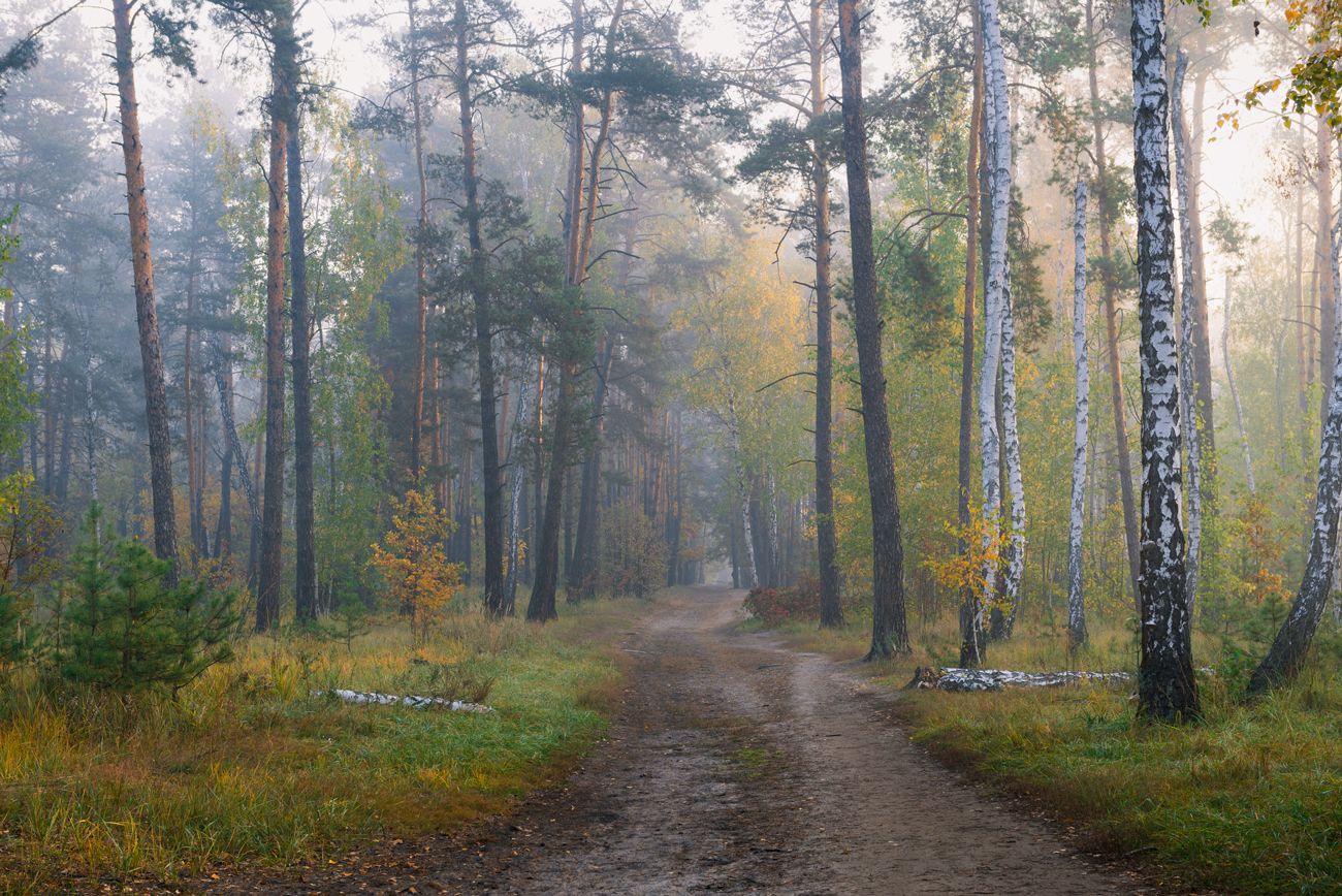 лес осень октябрь утро туман, Галанзовская Оксана