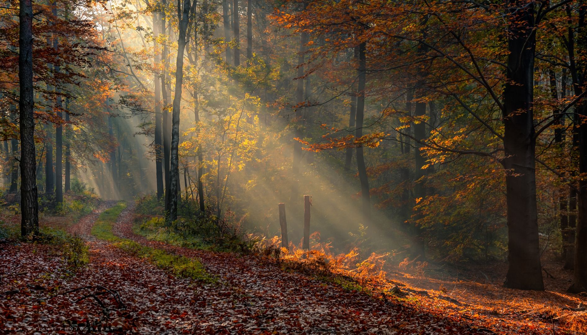 landscapes, sunshine, autumn, path, forest, tree, пейзажи, солнечный, свет, осень, дорожка, лес, дерево, Adam Wajner