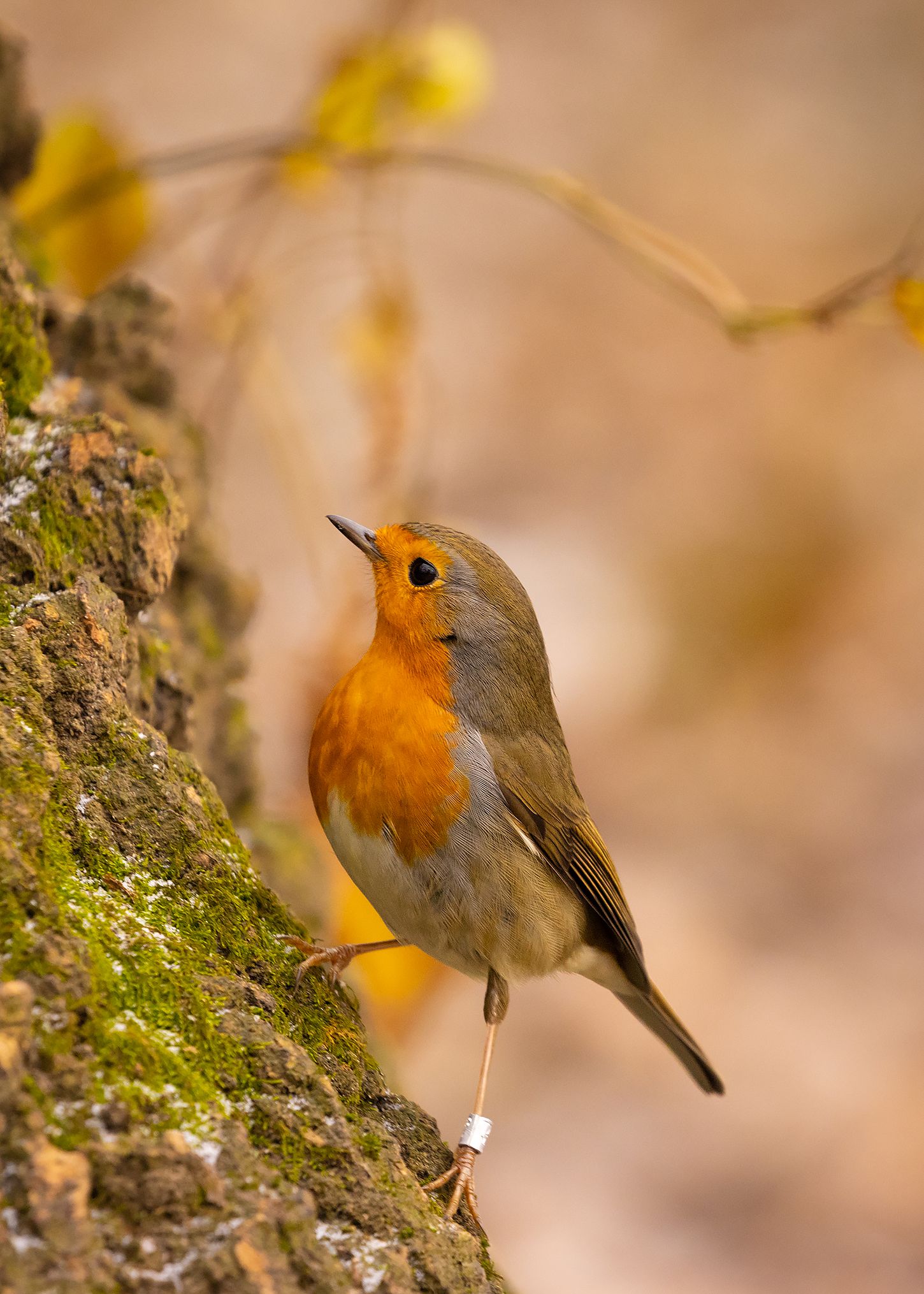 , Robert Adamec