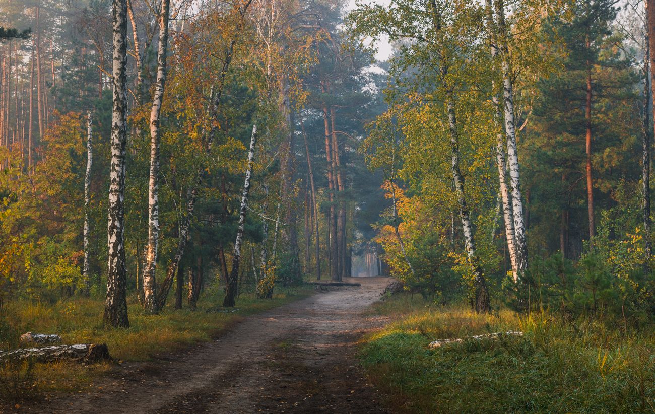 лес осень октябрь утро, Галанзовская Оксана