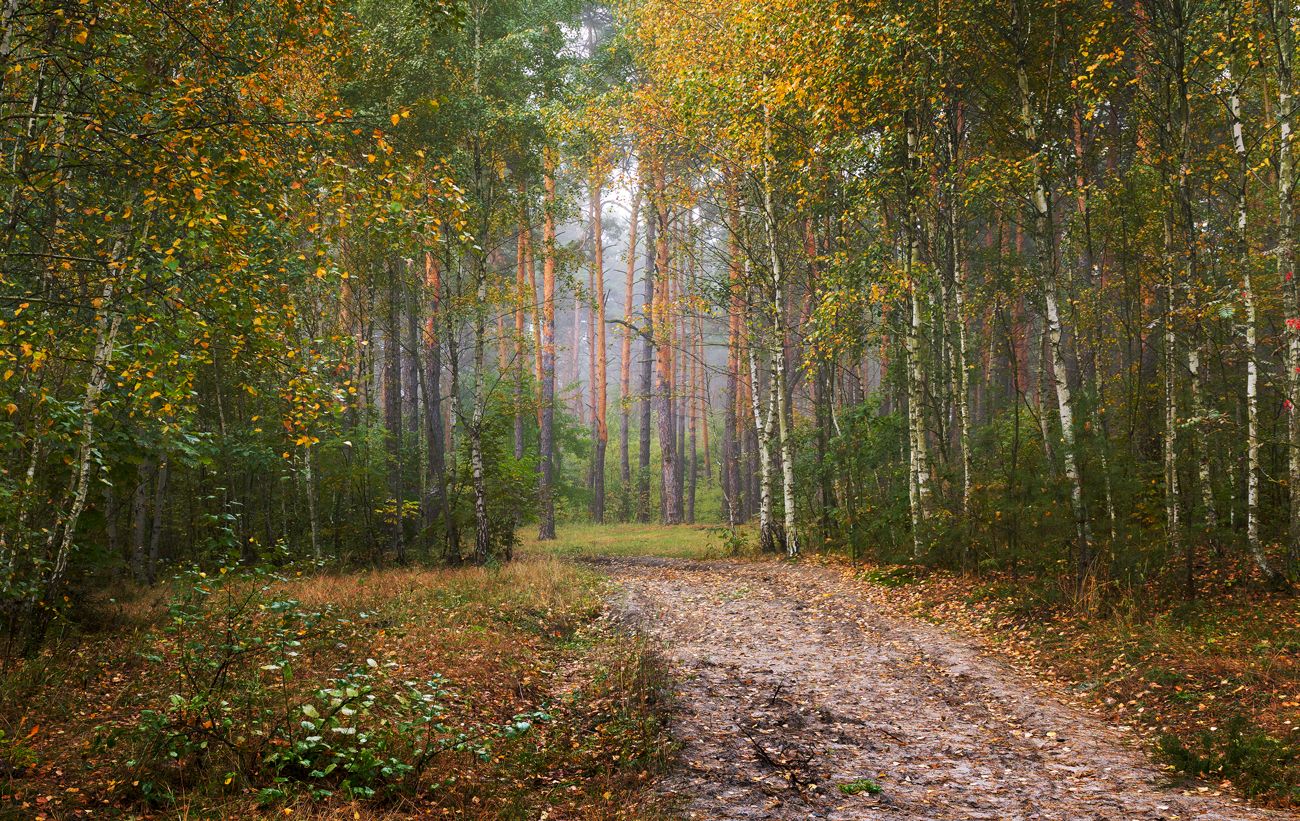 лес осень сентябрь туман, Галанзовская Оксана