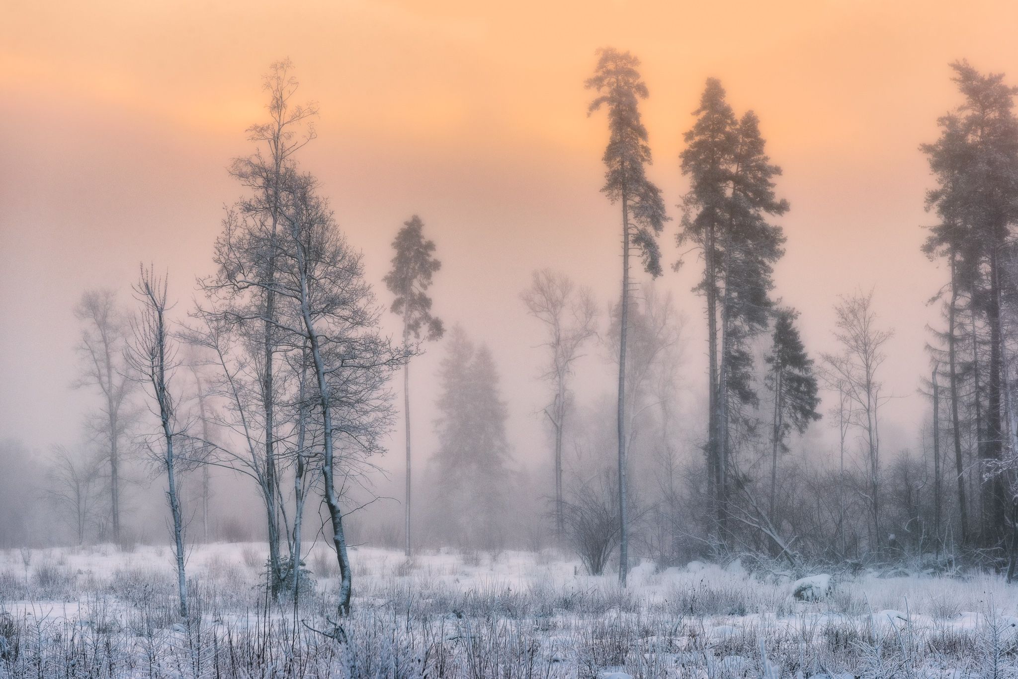 зима, утро, лес, Сергей Пестерев