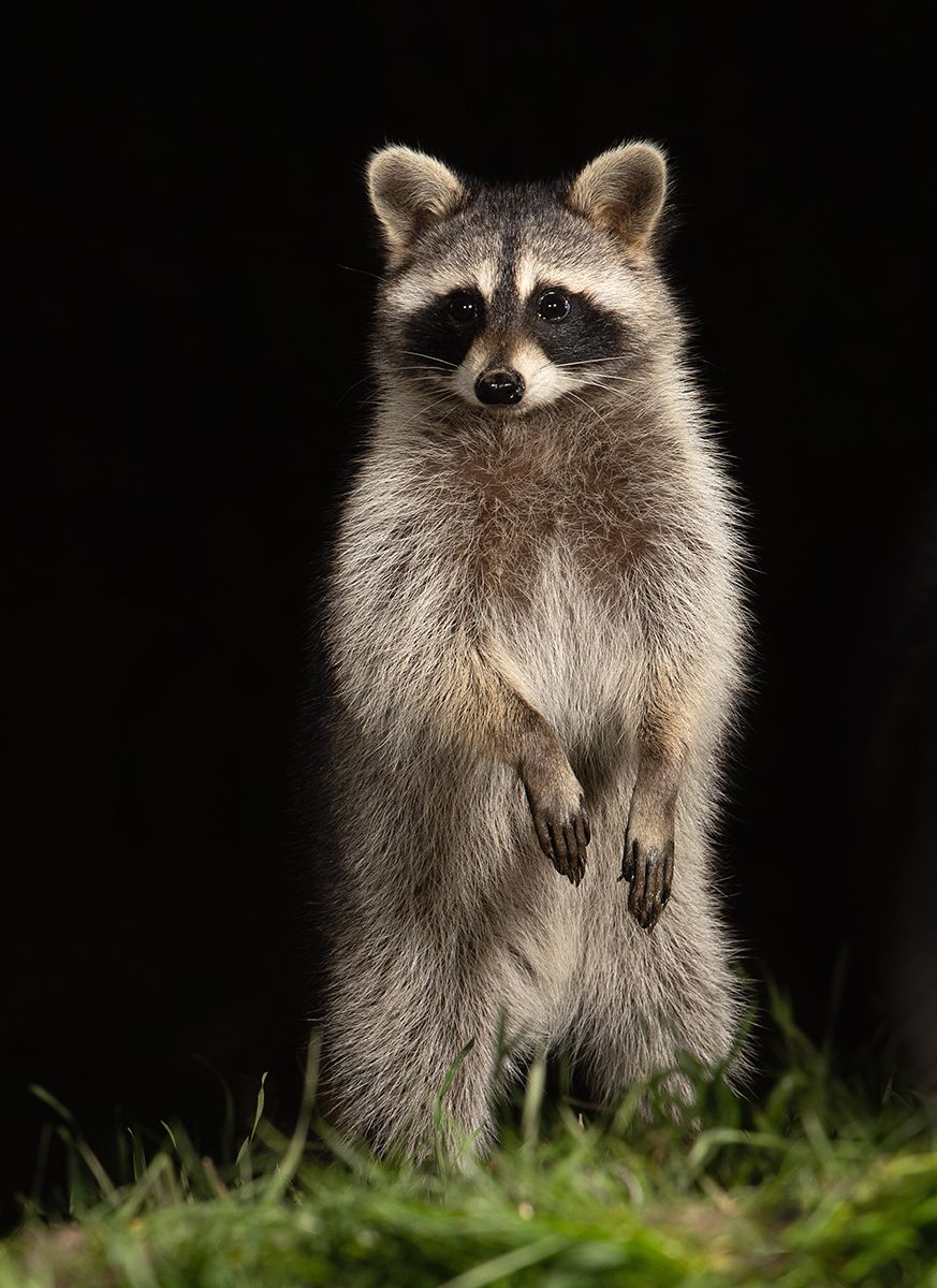 енот обыкновенный, енот-полоскун, raccoon, енот, дикие животные, животные, animals, Elizabeth Etkind