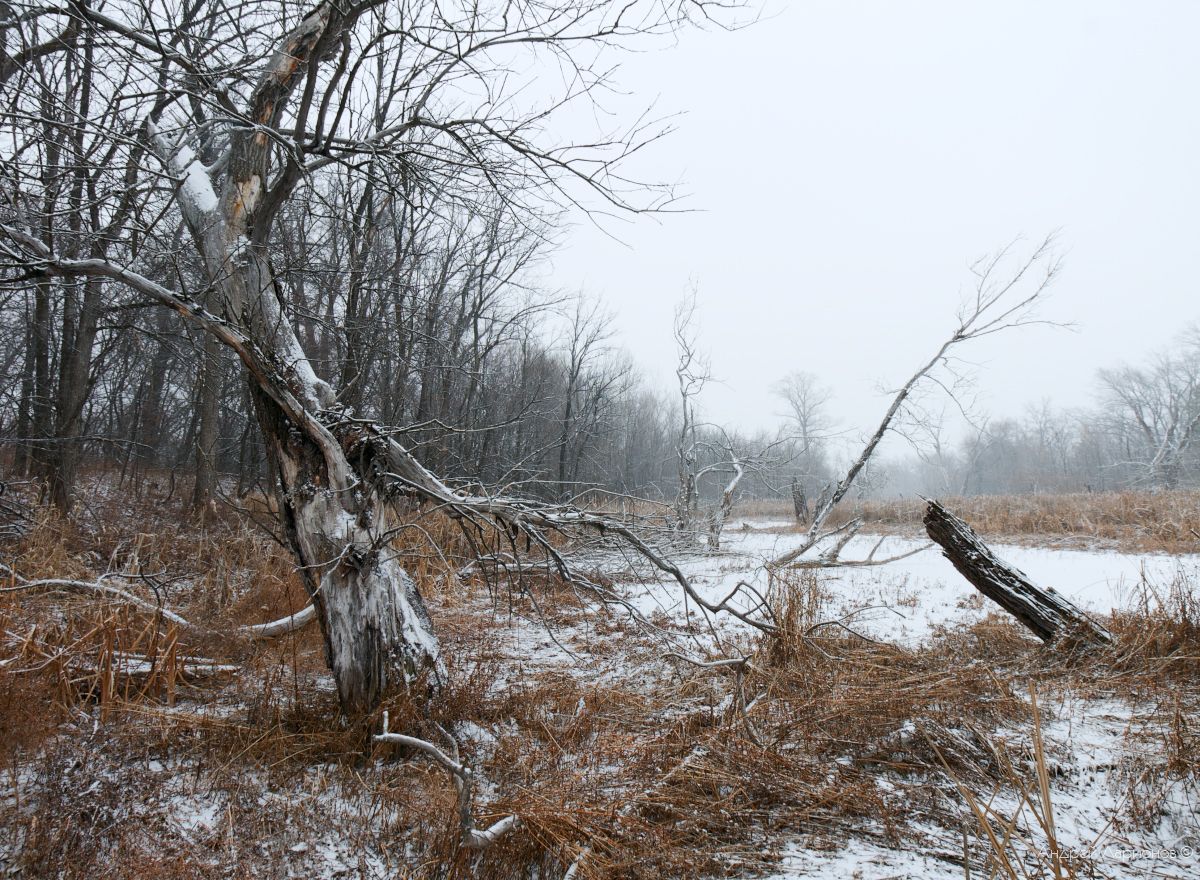 пейзаж, зима, дкабрь, снег, лёд, деревья, река, Андрей Ларионов