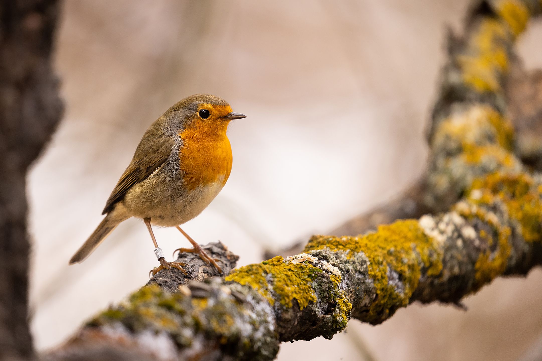 , Robert Adamec