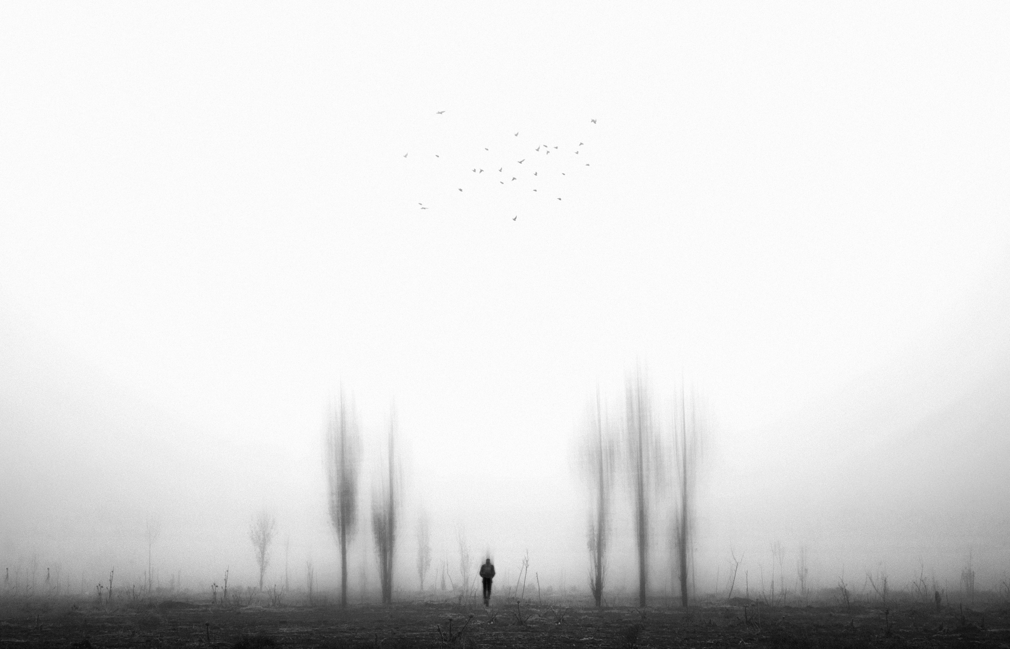 #minimal #tree #fog #landscape, Mehdi Zavvar