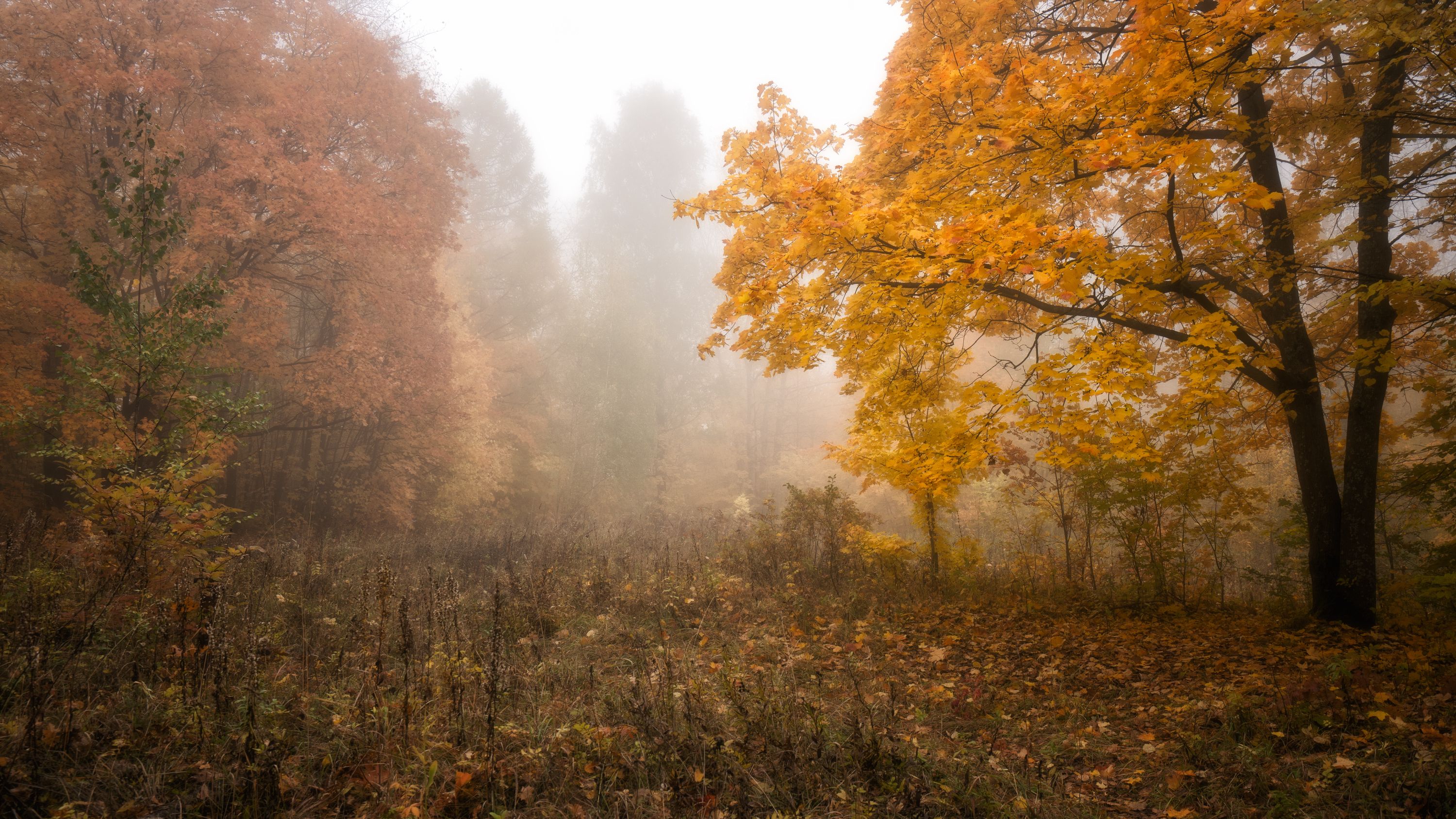 октябрь, туман, лес, Андрей Колесов