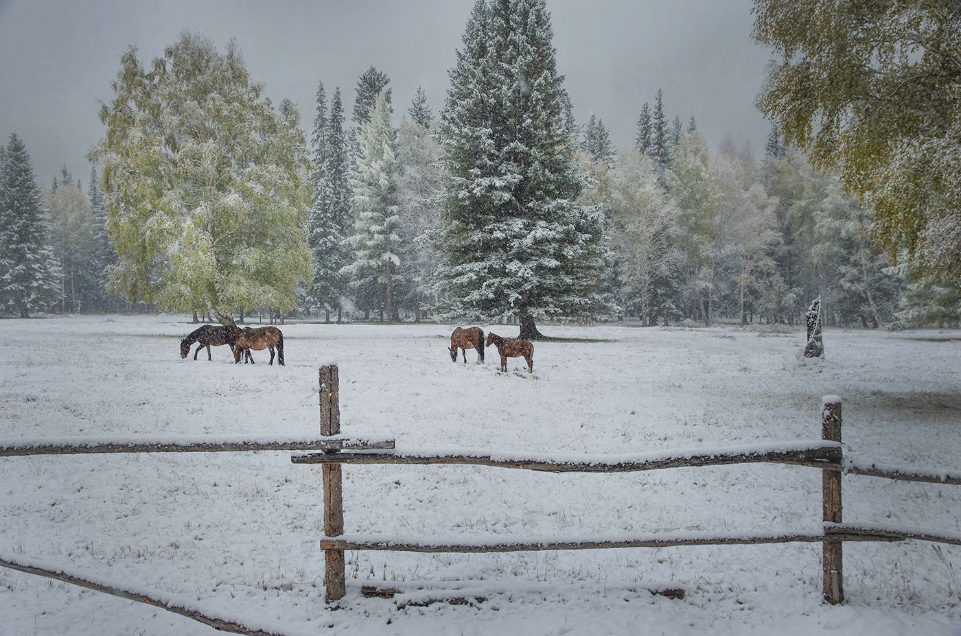 снег, утро, кони, осень, Валерий Чичкин