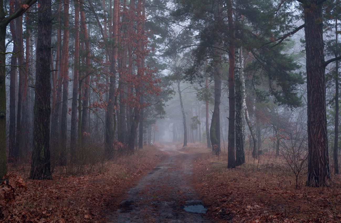 лес осень ноябрь туман сырость, Галанзовская Оксана