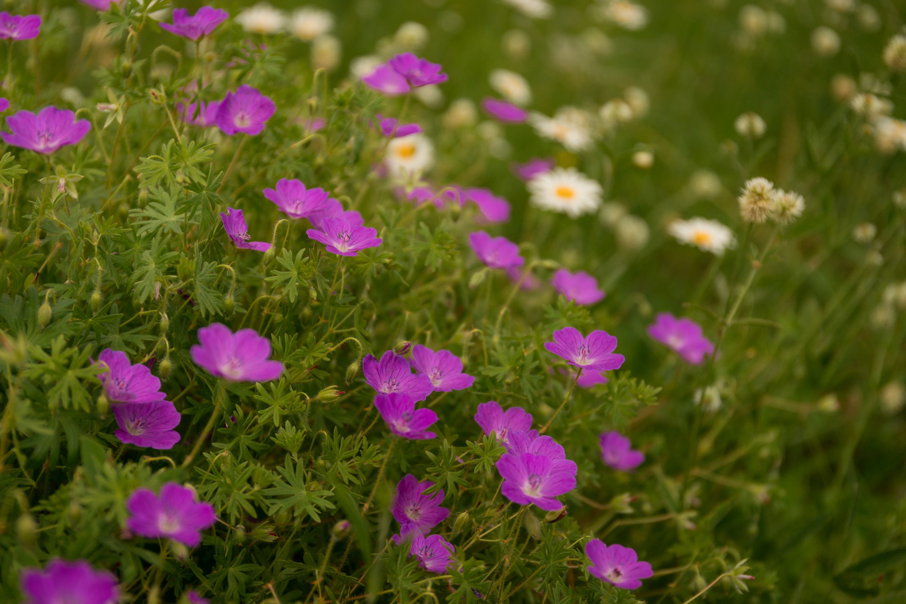 flowers, цветы, герань, лето, geranium sylvaticum, луг, meadow, Алексей Юденков