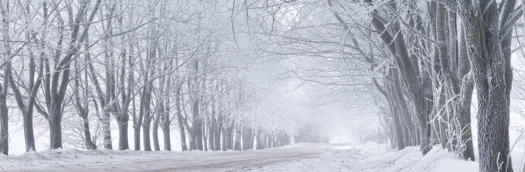 аллея, беларусь, декабрь, дорога, зима, минск и окрестности, панорама, туман, Вейзе Максим