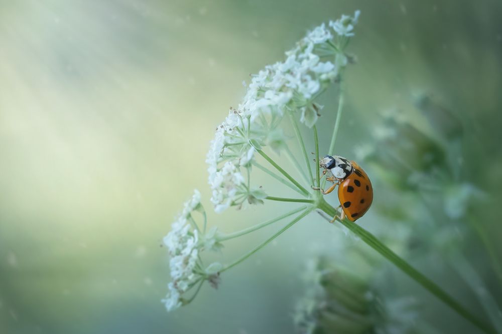 божья коровка, lady bug, макро, macro, волшебное макро, Марина Хилько