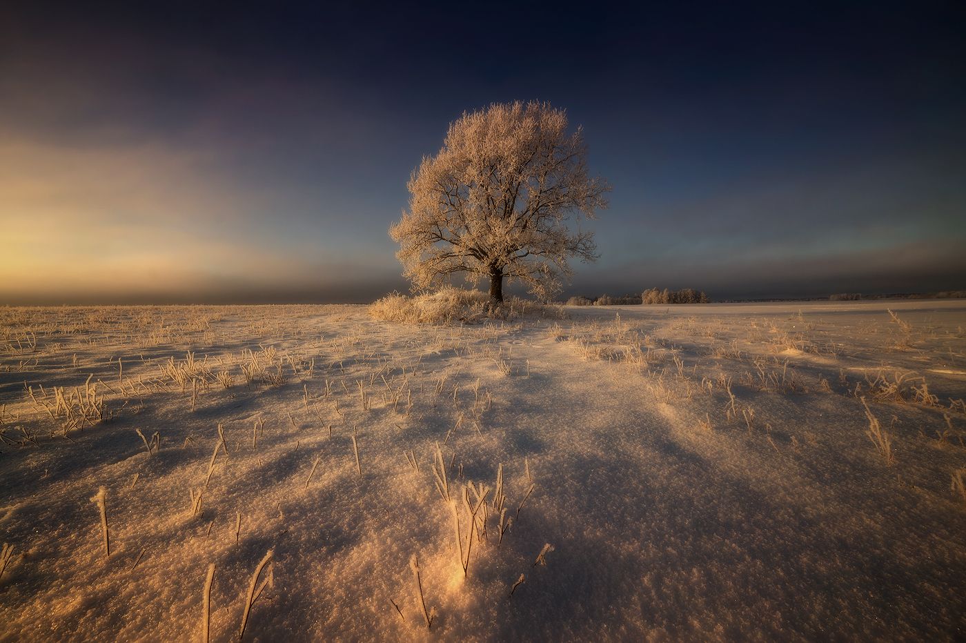 winter, tree, snow, frost, cold, field, Justinas Kondrotas