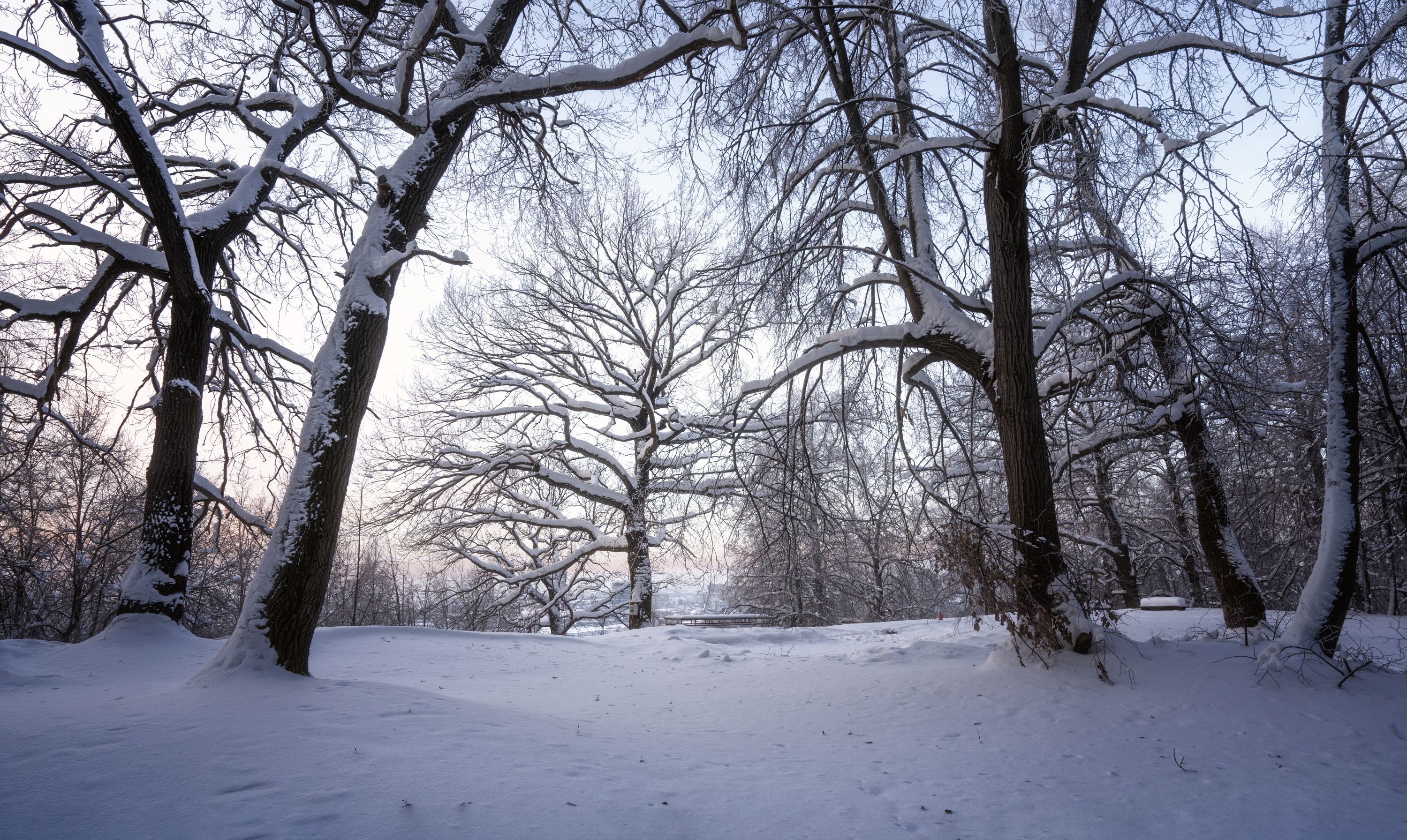 зима, деревья, Андрей Колесов