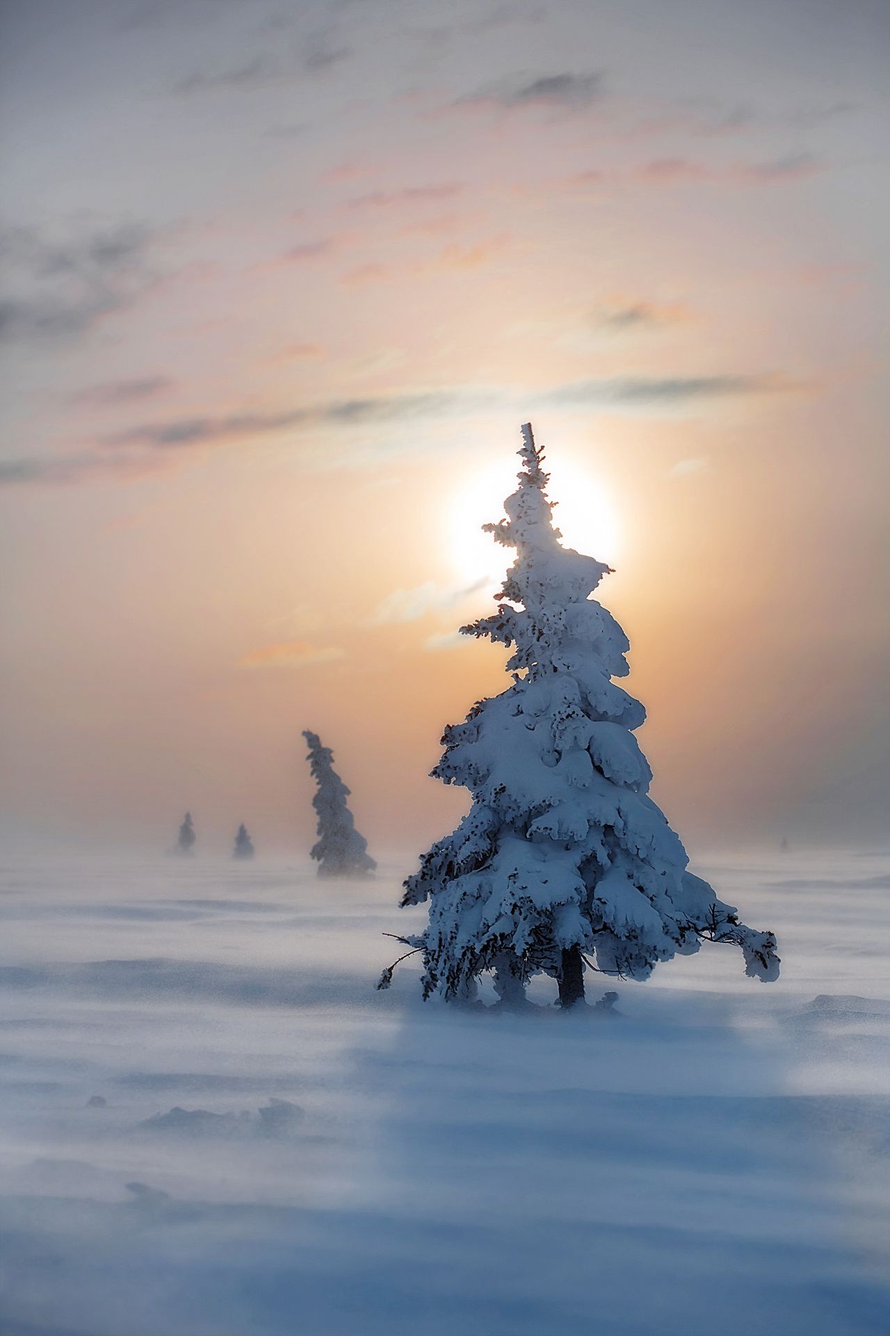 елочка, гор, зима, Vyacheslav Lozhkin