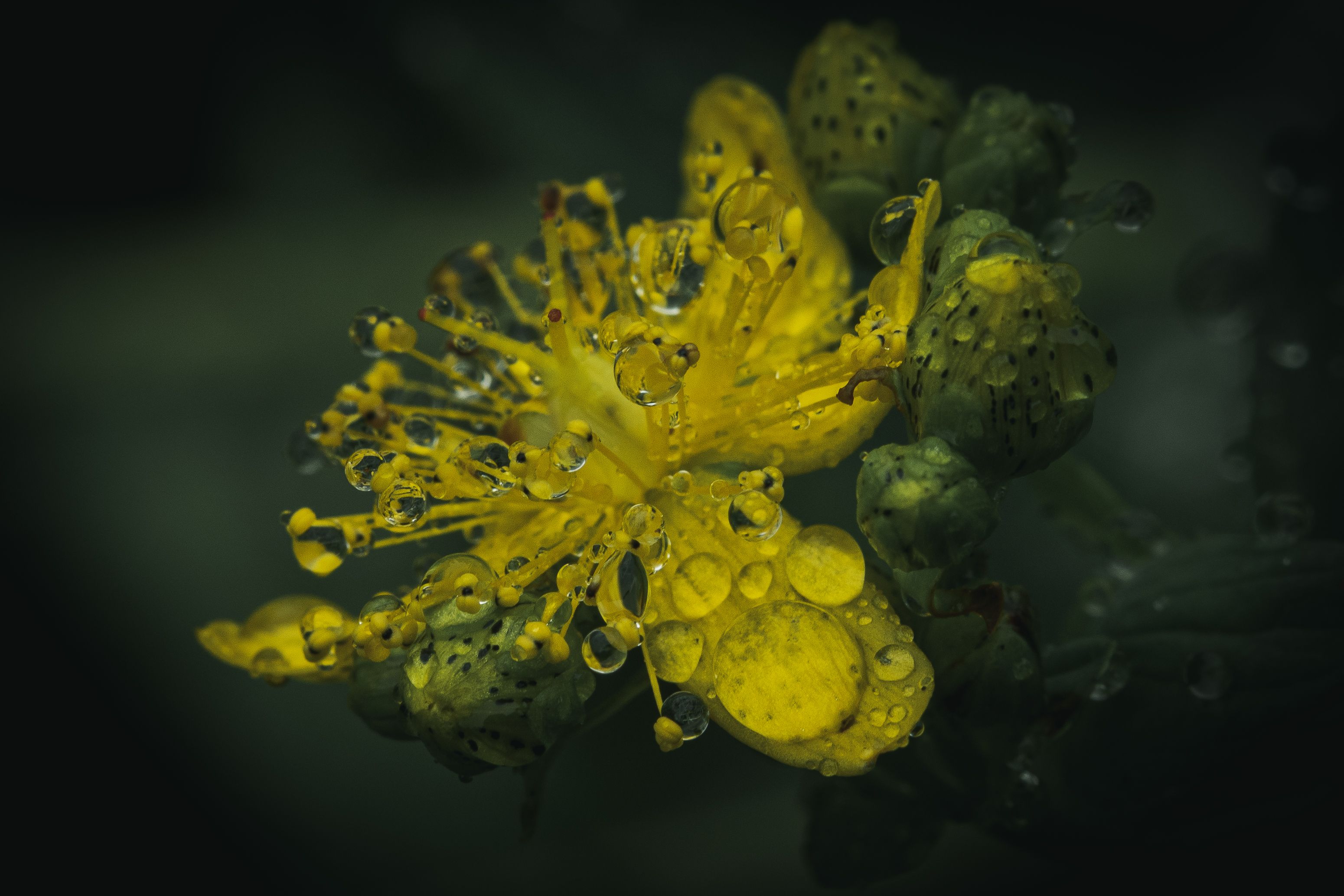 rain, water drops, flower, macro, plants, Анастасия Бравичева