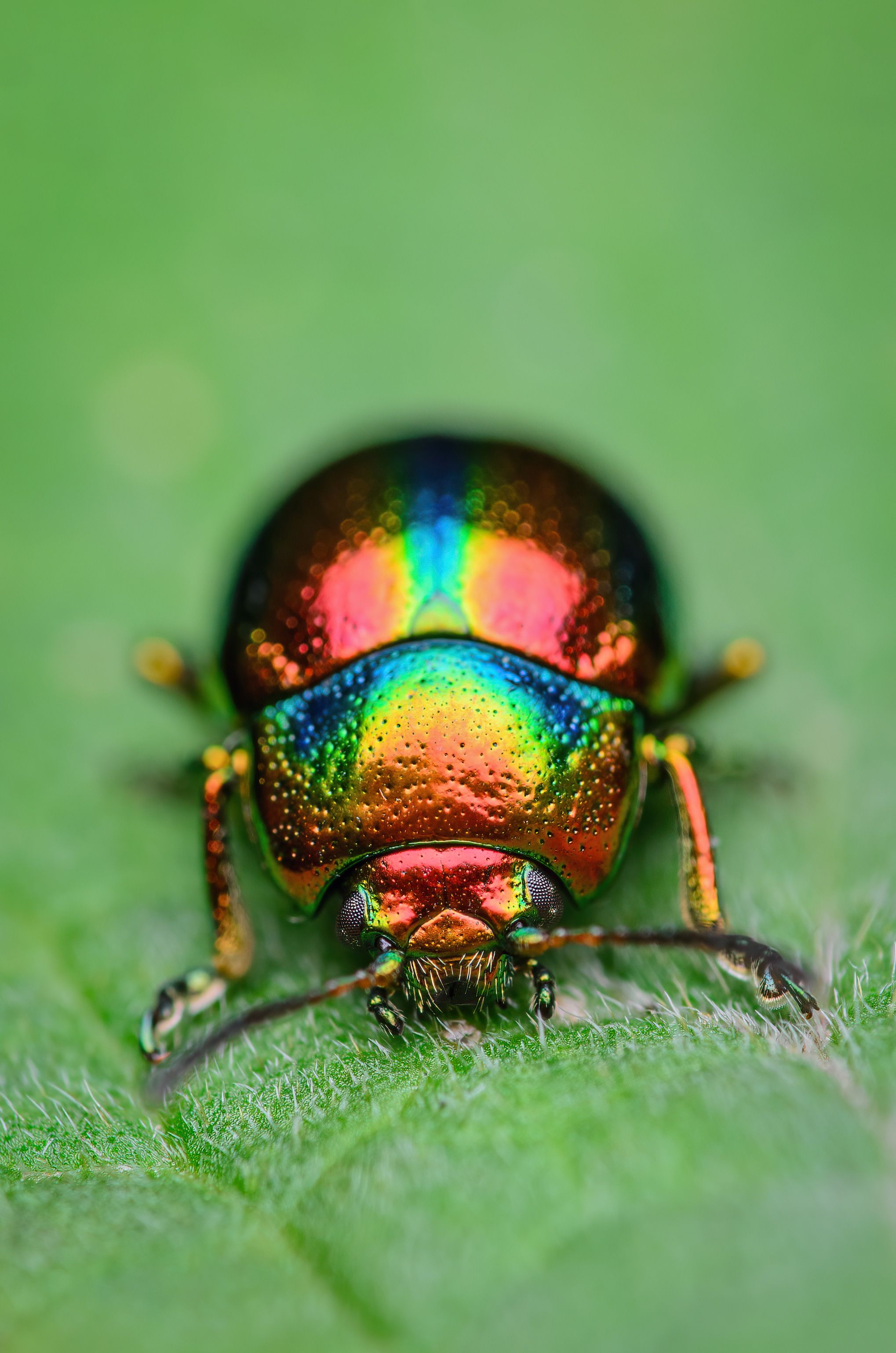 жук, листоед, макро, природа, beetle, rainbow, Сергей Чебанов