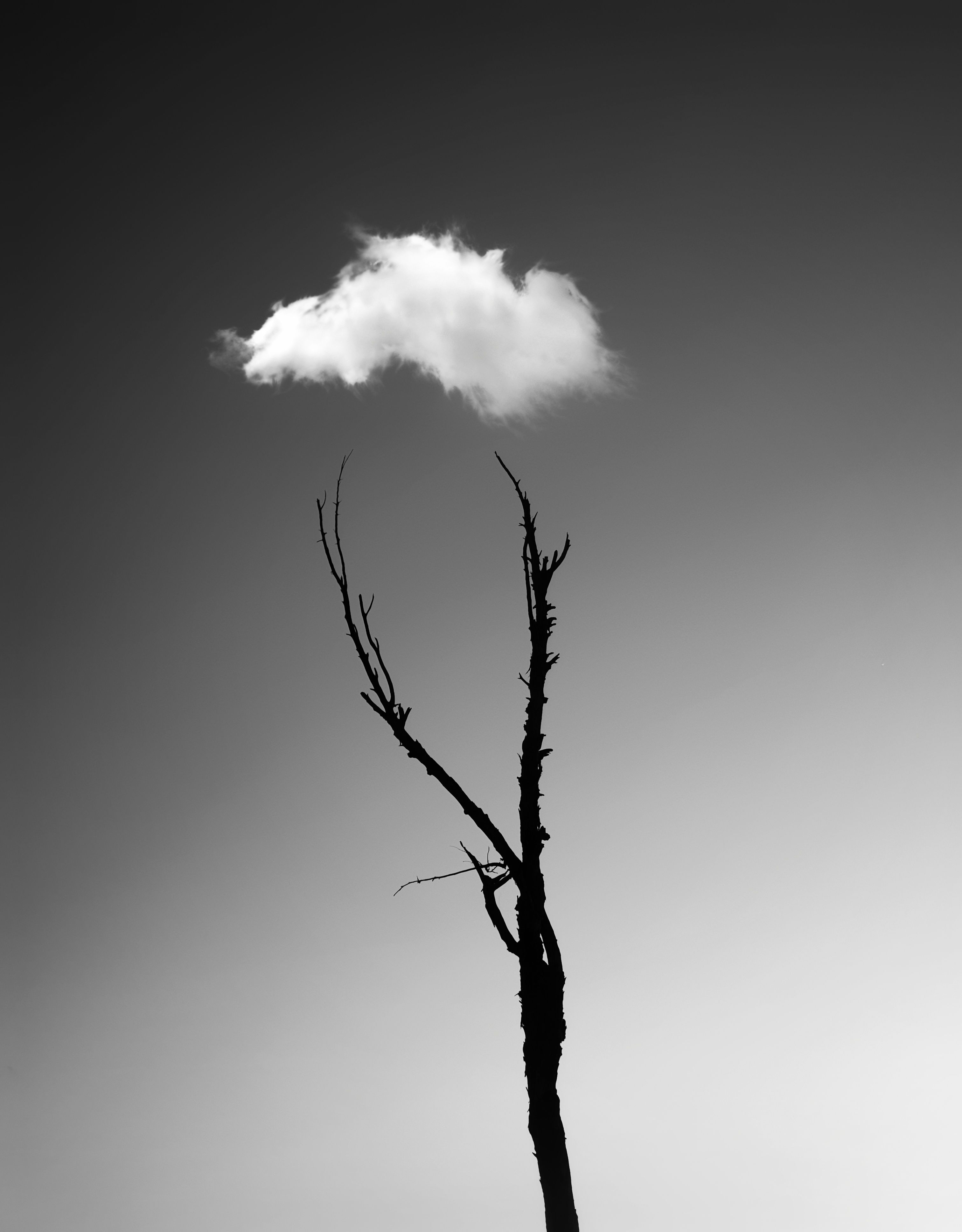 cloud, tree, black & white, minimalist, nature, sky,, Ahmad LOUKILI