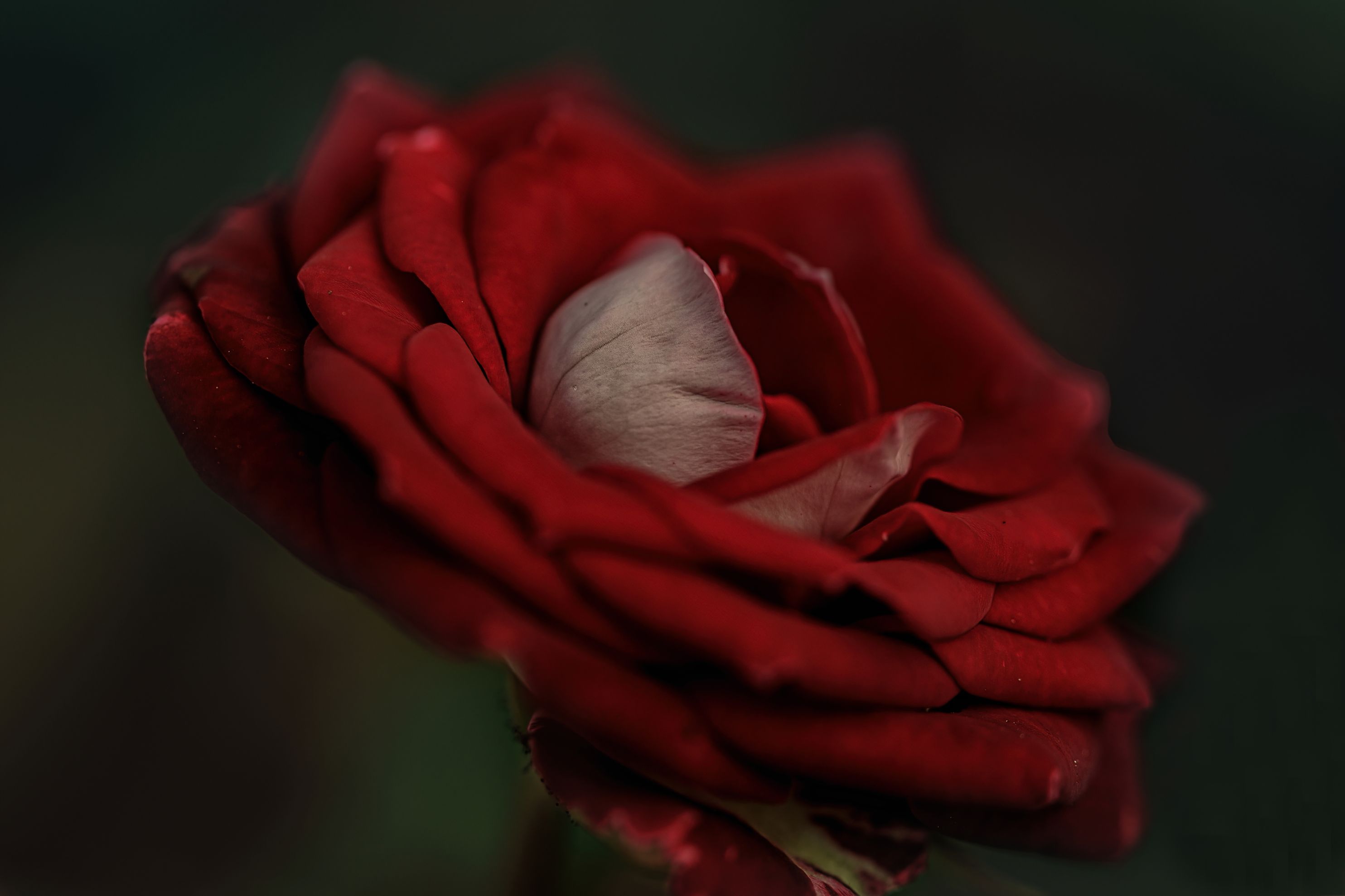 closeup,wild, beauty, nature,feather, spread,nikon,portrait,love,beauty,rose,flower,flowers,peace,red.macro,petals,colors,nature, G N RAJA