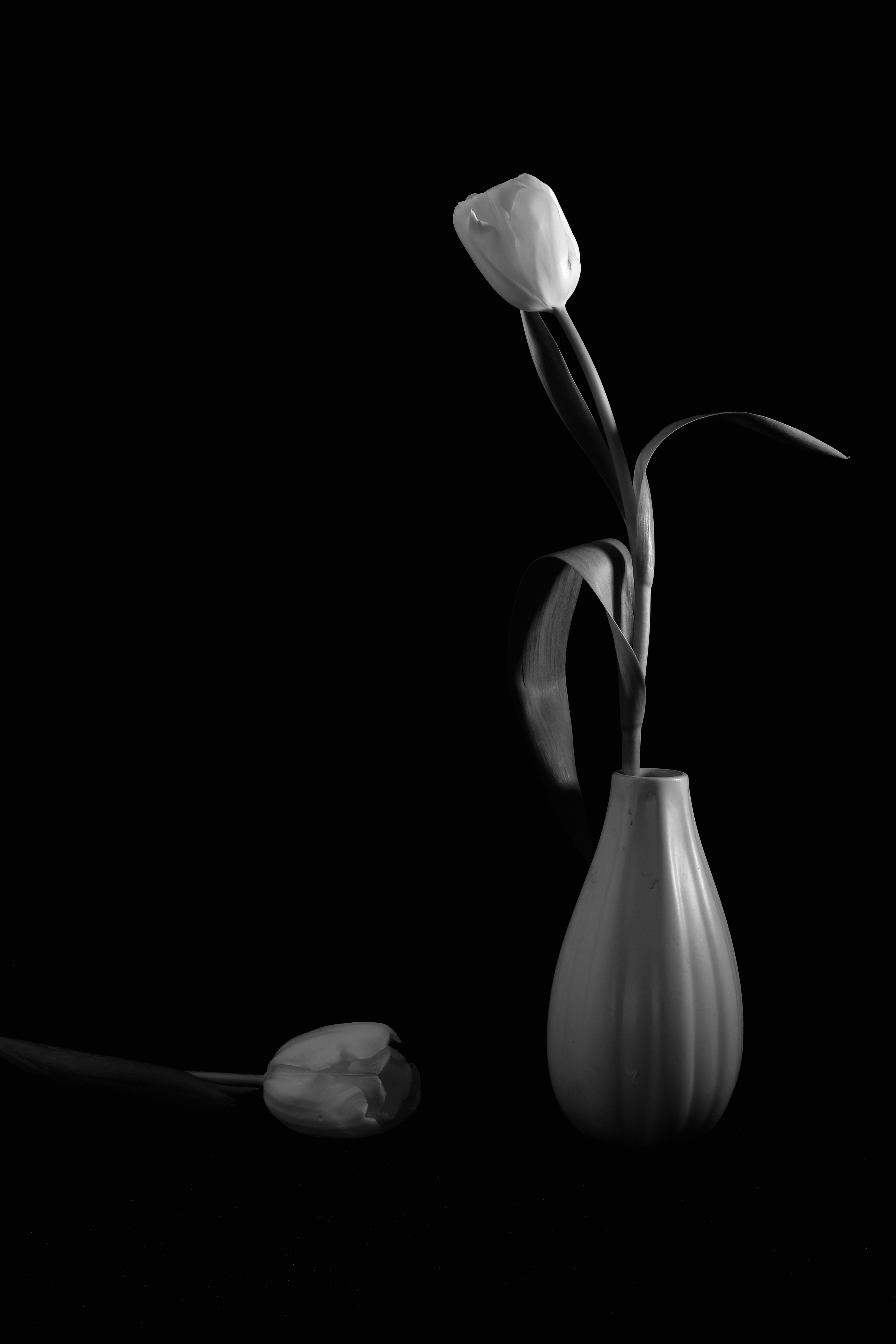 Black & White, flowers, flora, tulips, nature, vase, light, shadow, , Svetlana Povarova Ree