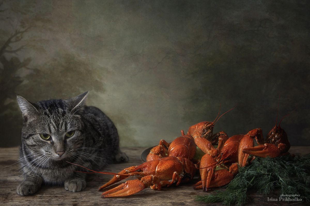 кот, домашние животные, раки, постановочное фото, натюрморт, Ирина Приходько