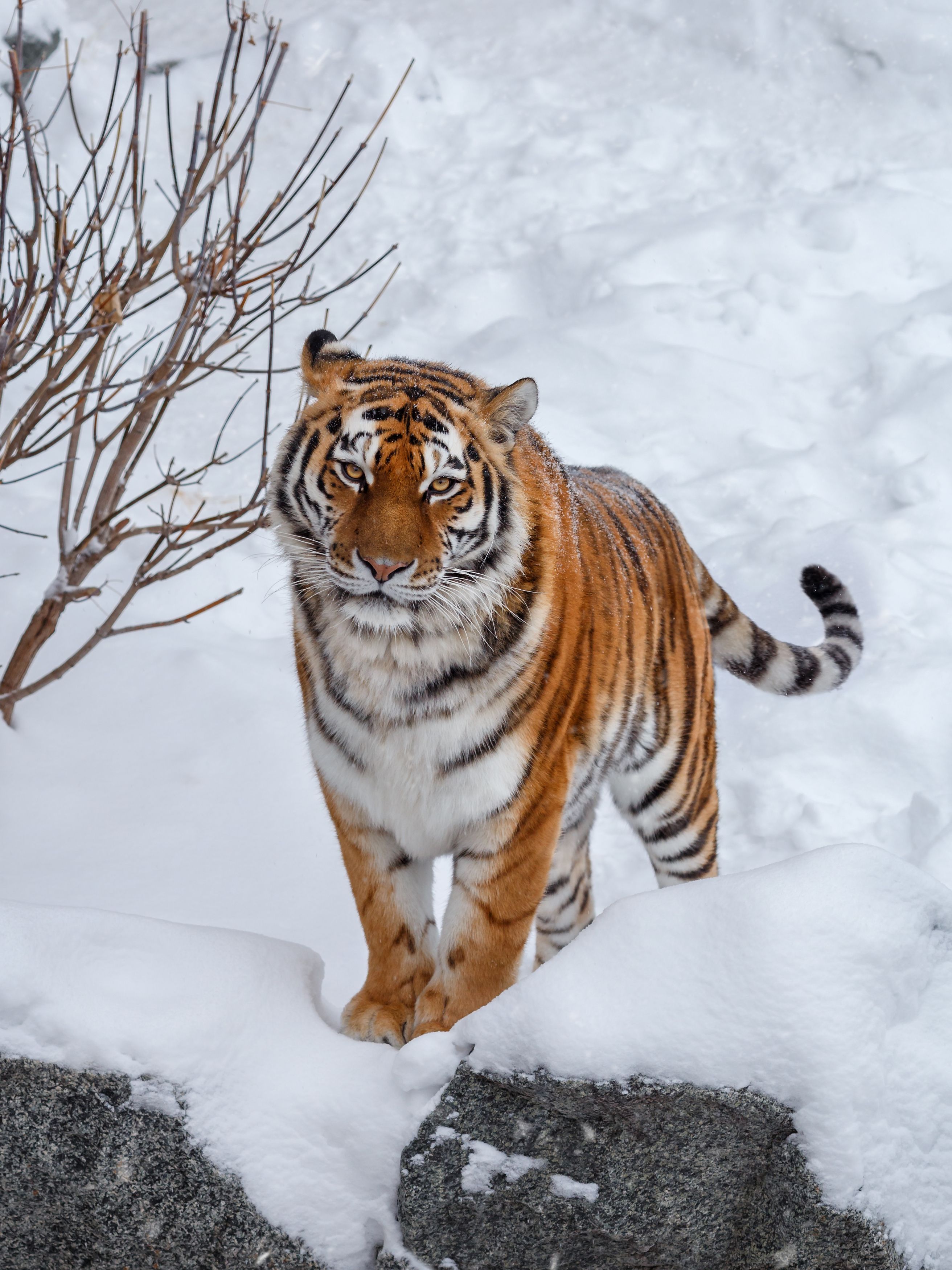 амурский тигр, тигры, кошки, Олег Богданов