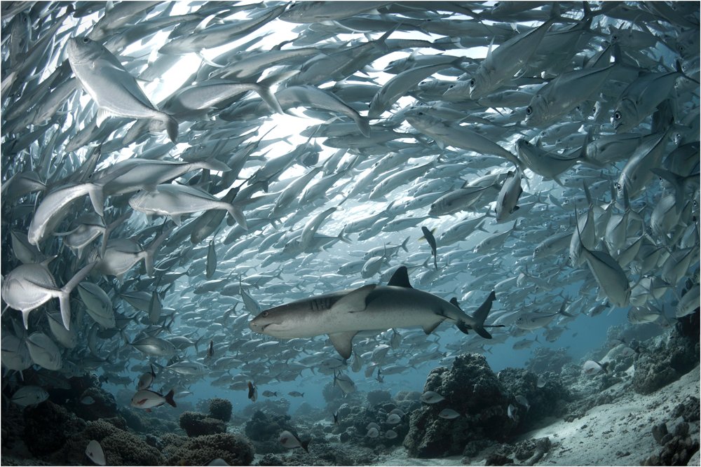 Diving, Malaysia, Sipadan island, Underwater photography, Олег Федин