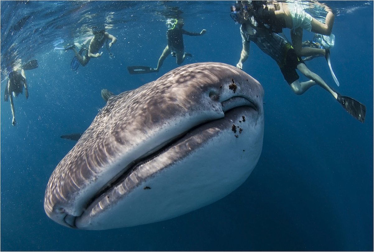 мальдивы, китовая акула, снорклинг, Сергей Гаспарян