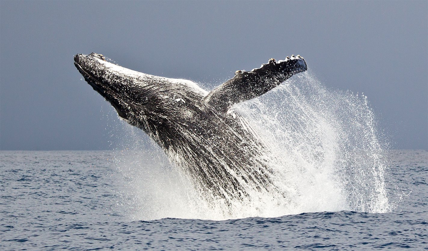 горбатый кит, мадагаскар, Алексей Сулоев