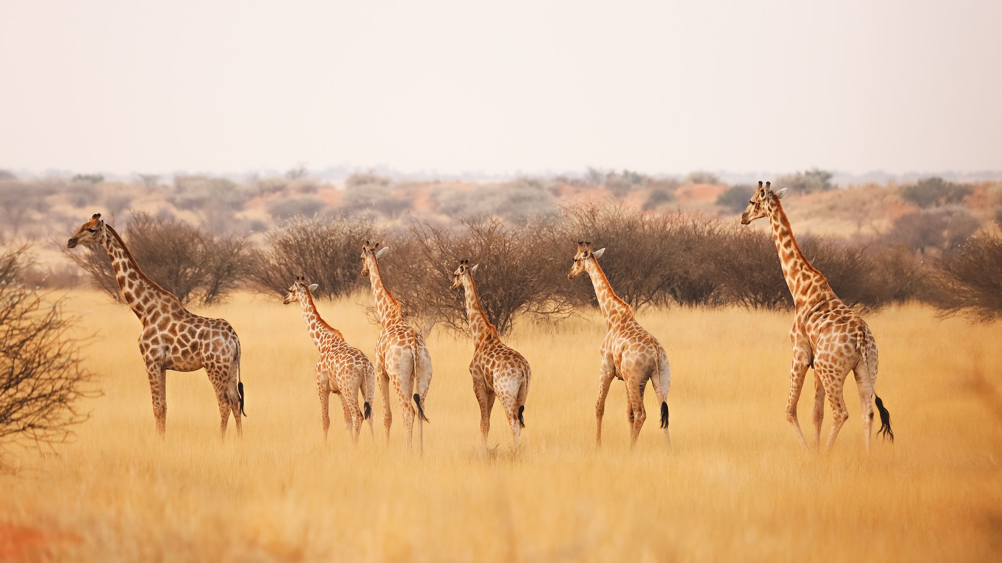 #Жирафы #намибия #калахари #саванa #сафари #африка #namibia #africa #kalahari #giraffe #family , Наталия Деркач