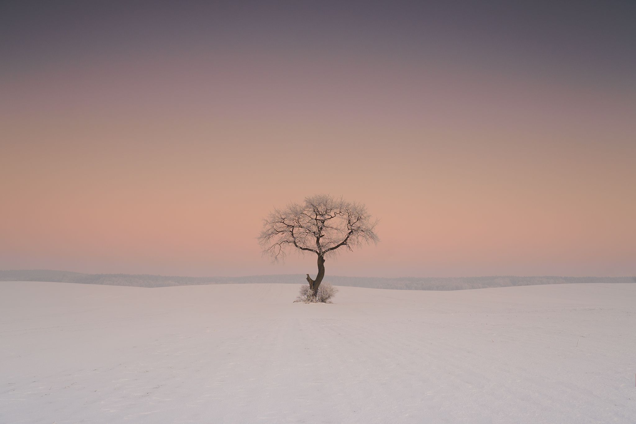 december, tree, winter, snow, field, landscape, white, gray, rime, Lukasz Zugaj