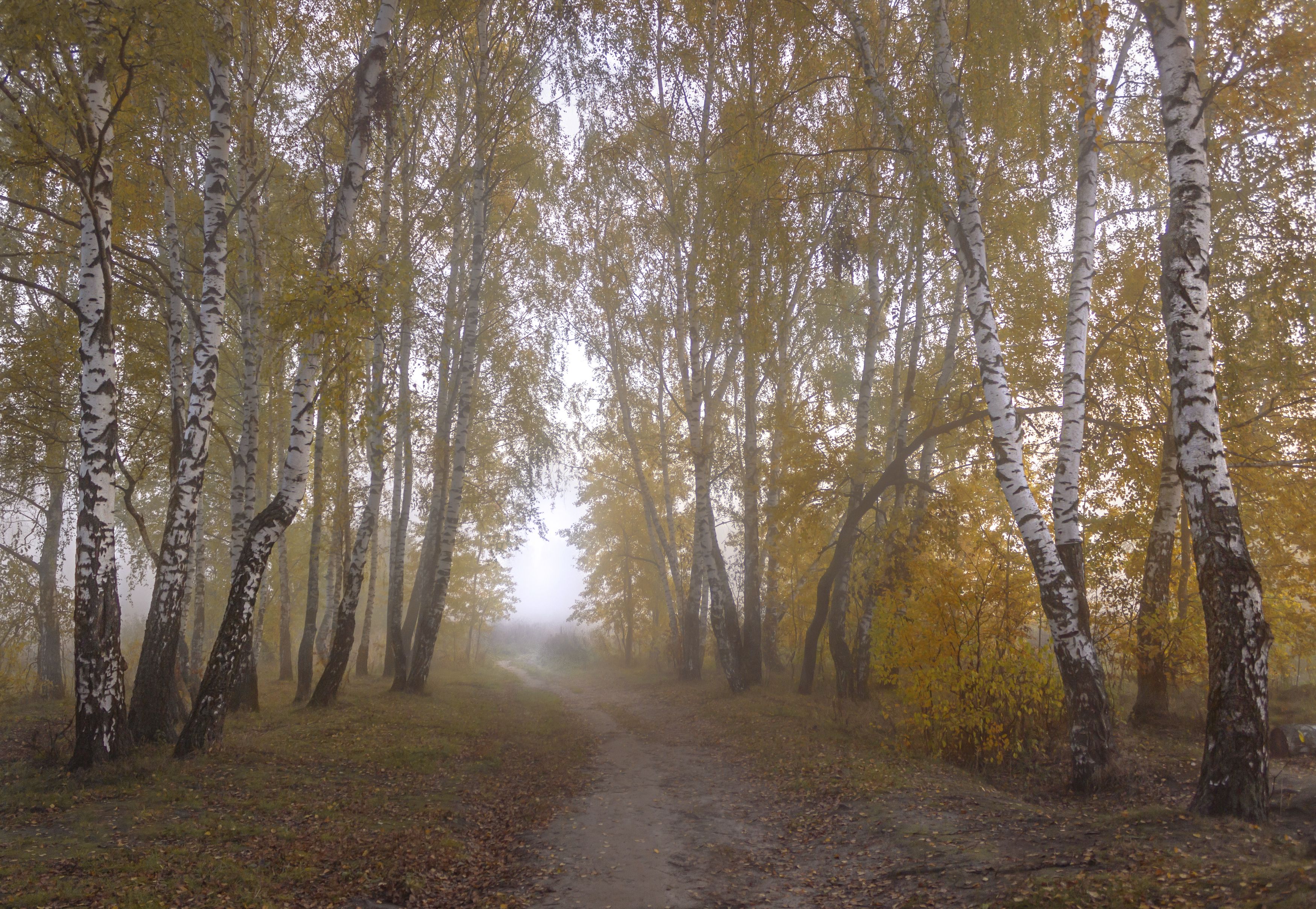 осень, деревья, Ольга Бонина