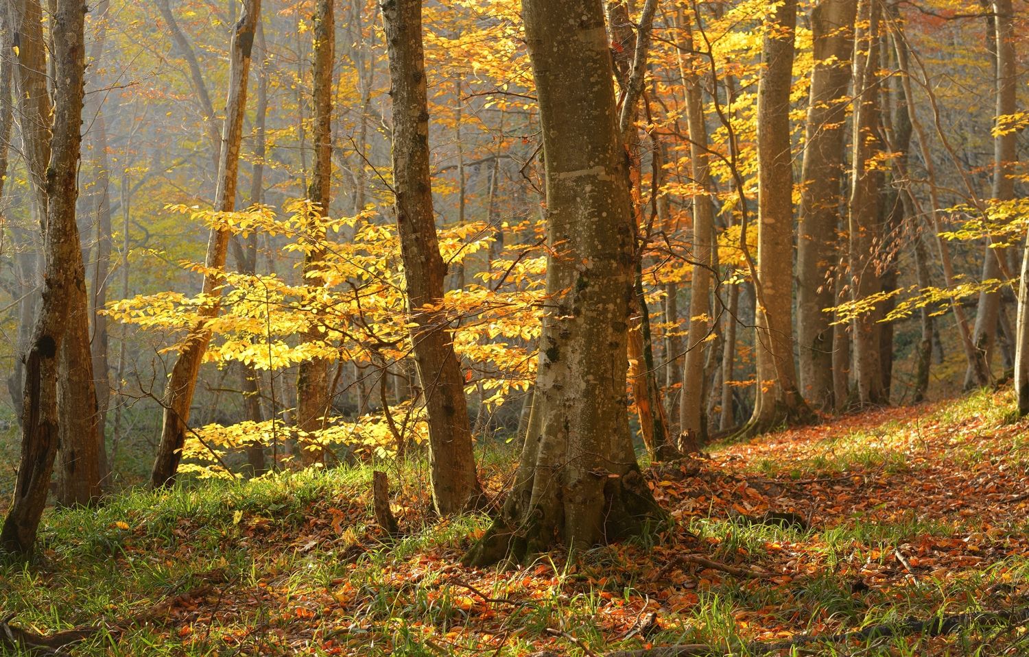 осень листва утро лес туман, Александр Жарников