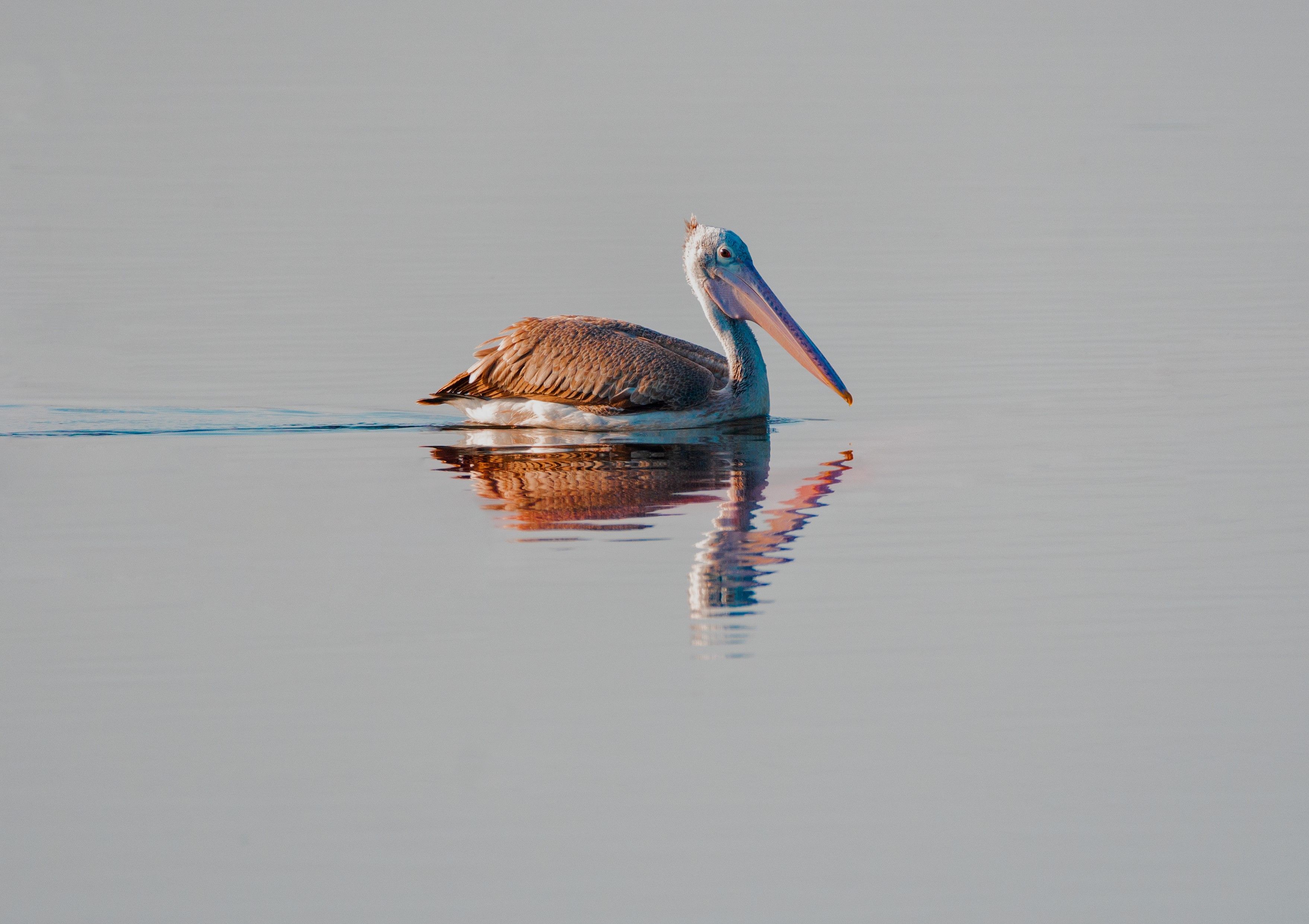 closeup, bird, birds, wild, wings, beauty, nature, swan, feather, spread, little water,animal,animals,nikon,sea,portrait,eyes,pelican,reflection, G N RAJA