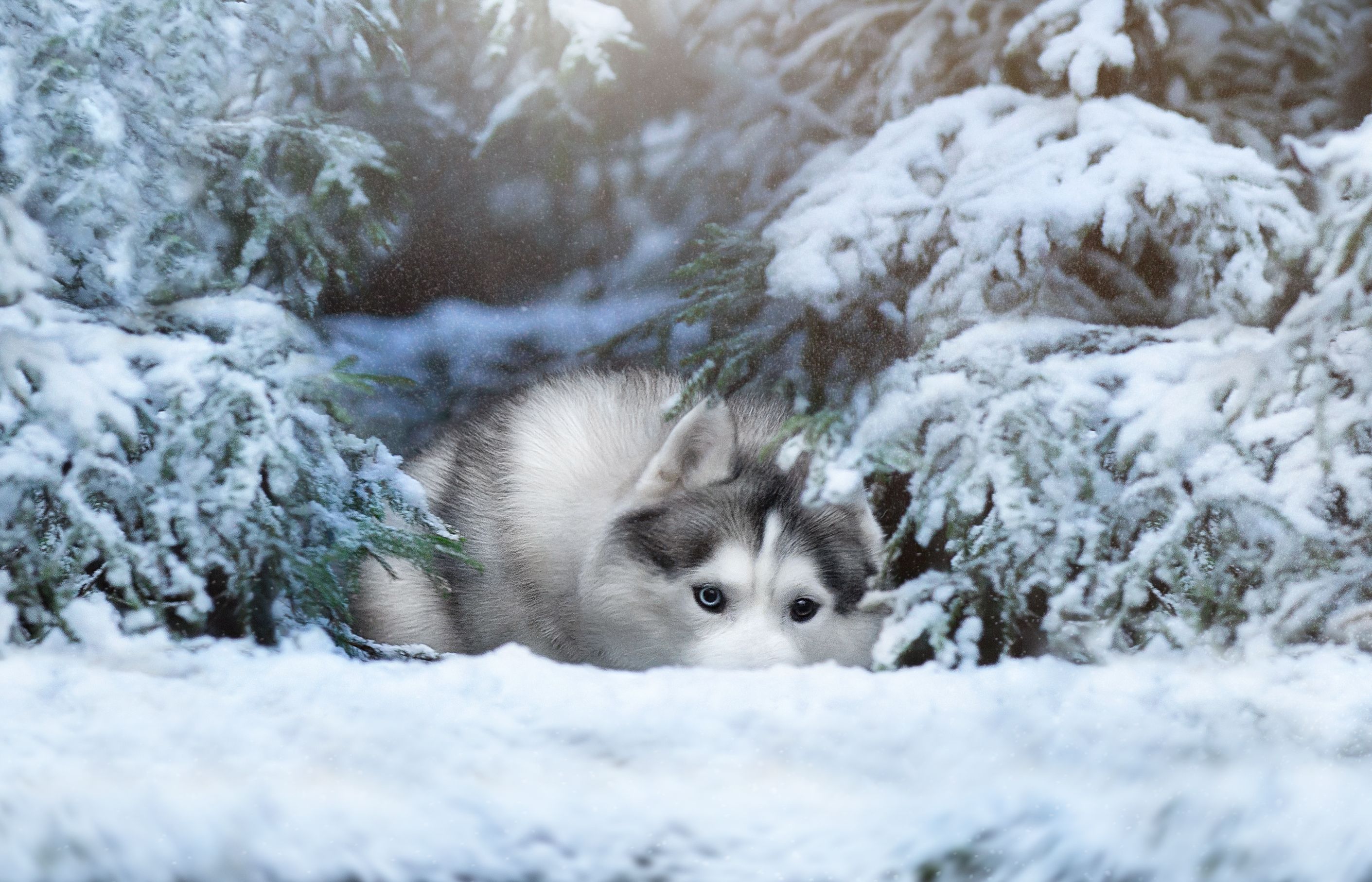 winter, siberian, husky, snow, forest, silver, wolf, Anna Oris
