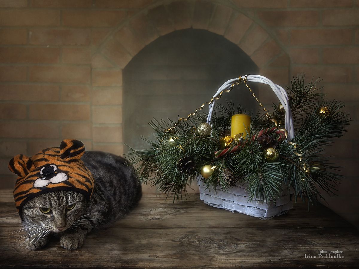постановочное фото, домашние животные, новый год, год тигра, кот, Ирина Приходько