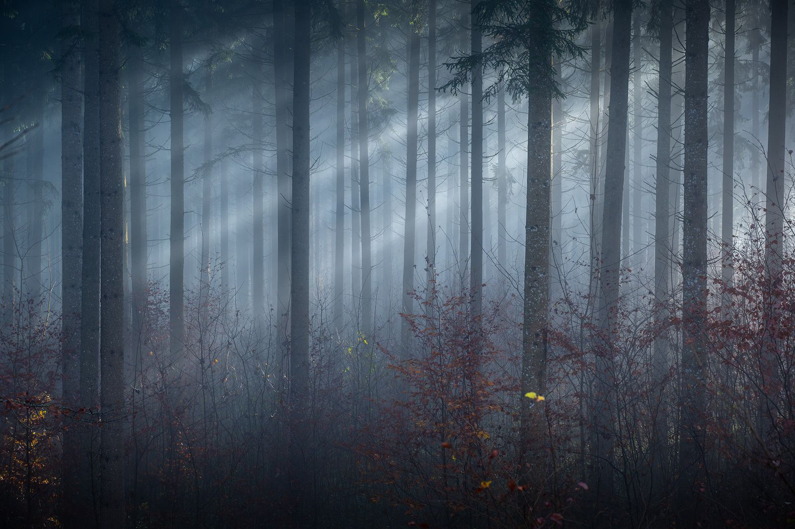 tree, trees, forest, fog, foggy, дерево, деревья, лес, туман, Alex Emelyanov