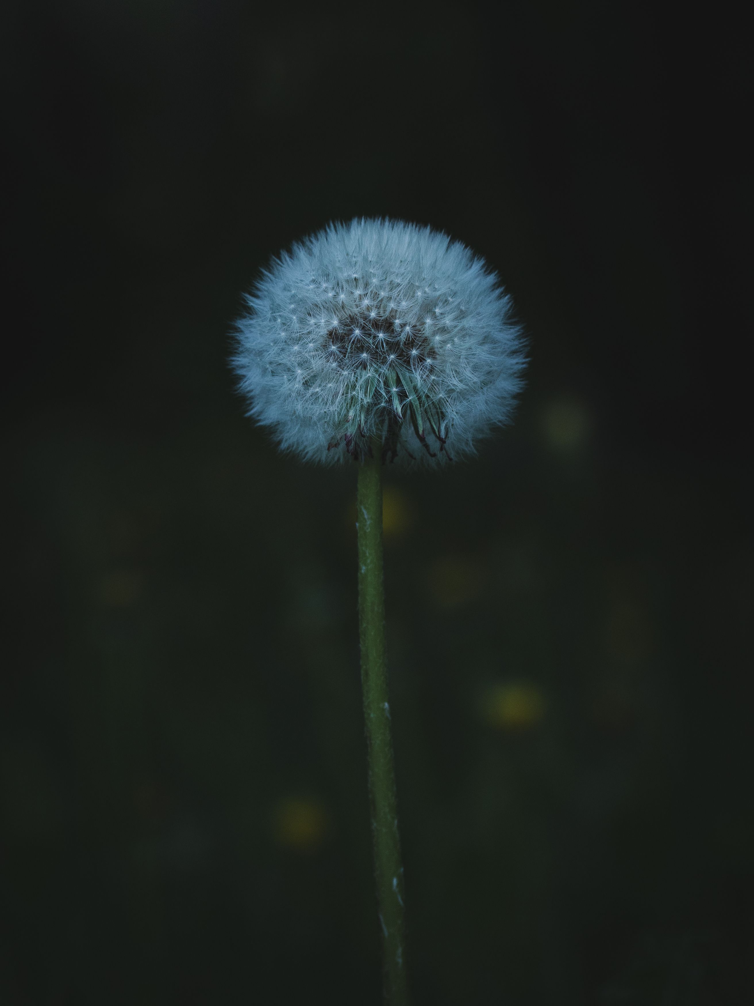 dandelion, macro, plants, flower, nature, Бравичева Анастасия