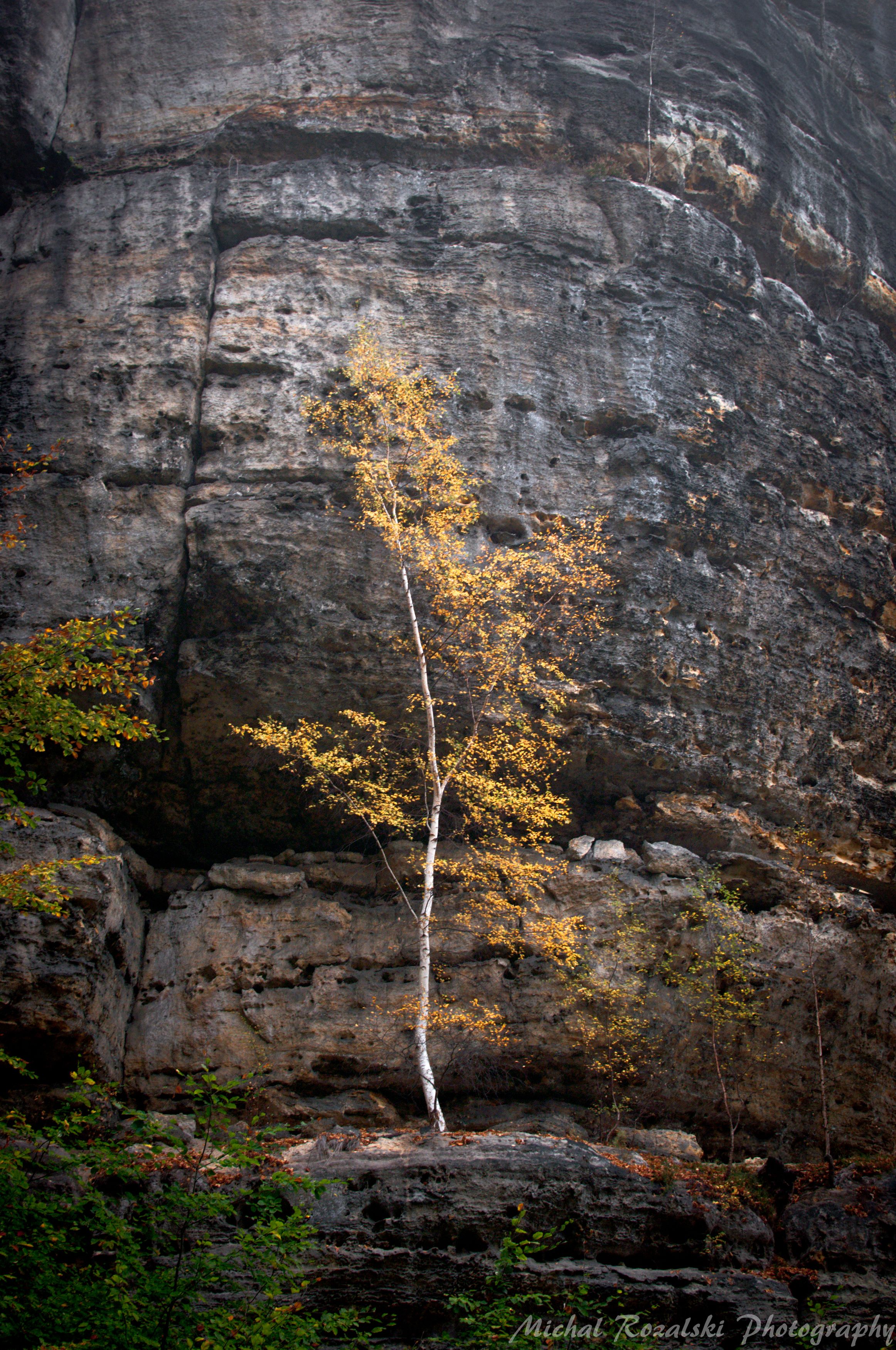 tree, ,rocks, ,nature, ,autumn, ,season, ,colors, ,leaves, ,birch, Michal Rozalski