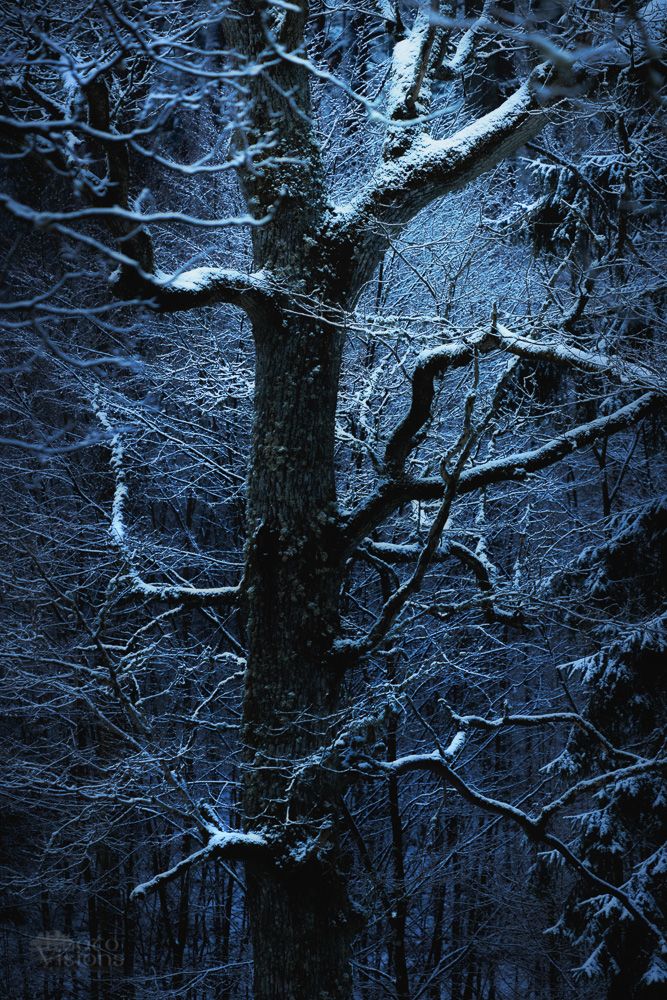 tree,winter,nature,oak,, Adrian Szatewicz