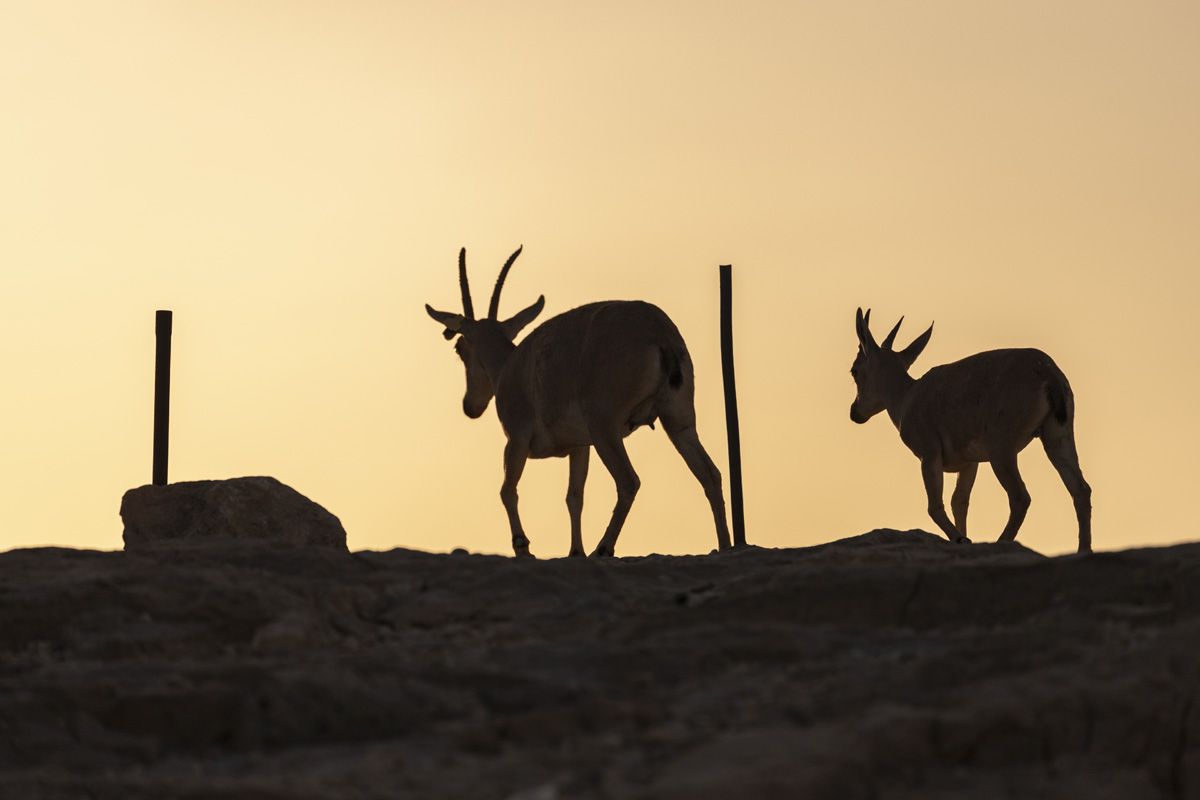 animals, nature, desert, israel, Nikolay Tatarchuk